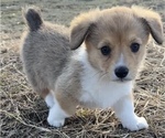 Puppy Millie Pembroke Welsh Corgi