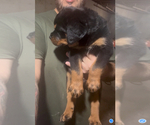 Small #5 Rottweiler