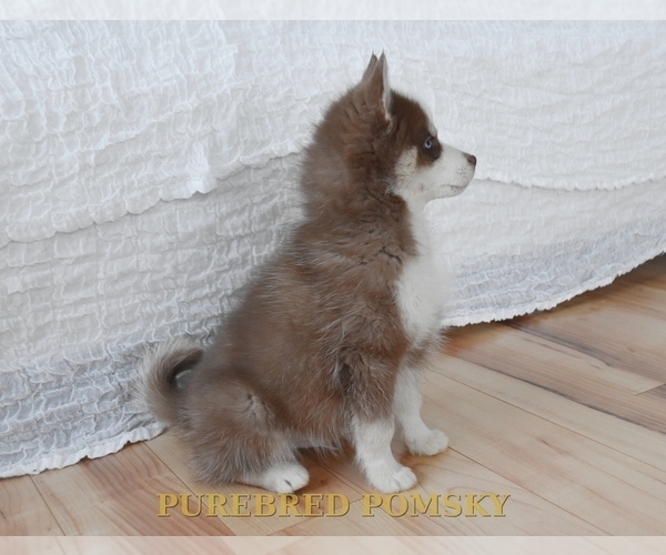 Medium Photo #6 Pomsky Puppy For Sale in KANSAS CITY, MO, USA