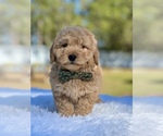 Small Photo #7 Goldendoodle (Miniature) Puppy For Sale in FROSTPROOF, FL, USA