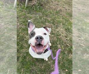 Corbin - Male Mutt Dog for Adoption - Photo #7