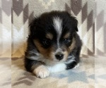 Small #1 Shel-Aussie
