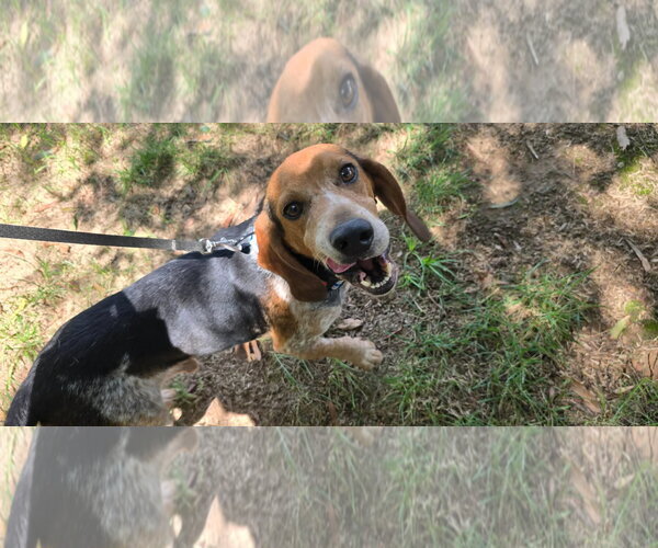 Medium Photo #2 Beagle Puppy For Sale in Tampa, FL, USA