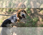 Small #1 Beagle