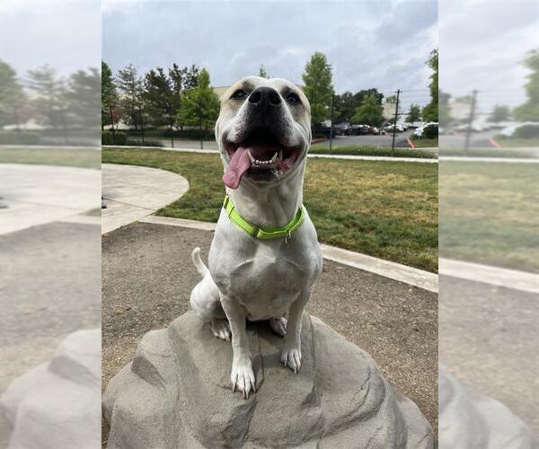 Medium Photo #3 Mutt Puppy For Sale in Elk Grove, CA, USA