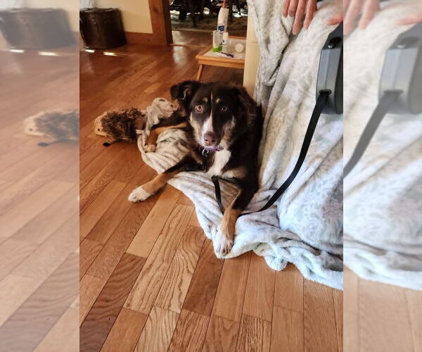 Medium Photo #1 Australian Shepherd-Unknown Mix Puppy For Sale in Aurora, IN, USA