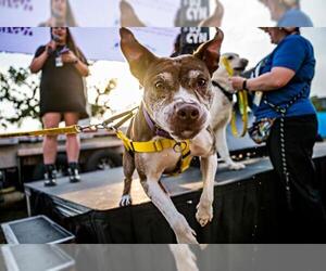 American Pit Bull Terrier-Unknown Mix Dogs for adoption in Fort Collins, CO, USA