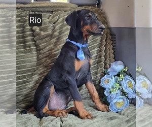 Doberman Pinscher Puppy for sale in POMEROY, OH, USA