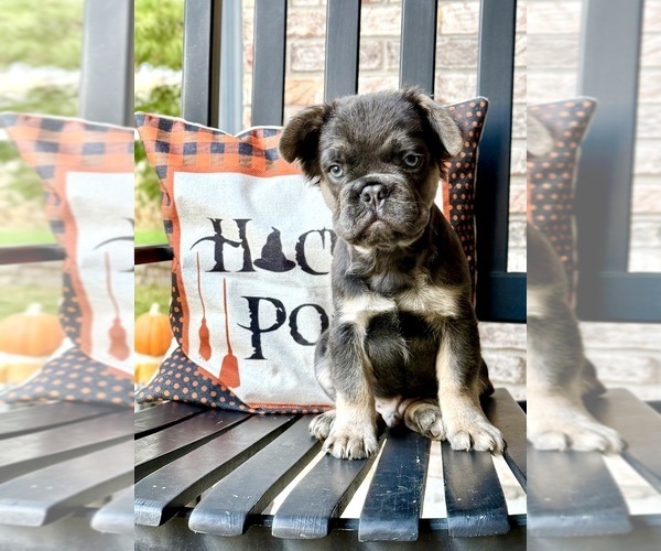 Medium Photo #2 French Bulldog Puppy For Sale in GREENFIELD, IN, USA