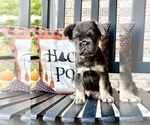 Small #1 French Bulldog