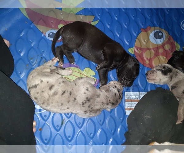 Medium Photo #13 Great Dane Puppy For Sale in PIERSON, MI, USA