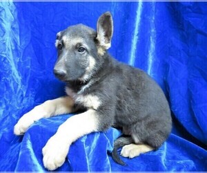German Shepherd Dog Puppy for sale in GROVESPRING, MO, USA