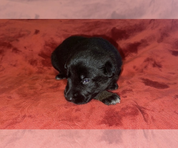 Medium Photo #7 German Shepherd Dog Puppy For Sale in COVENTRY, RI, USA