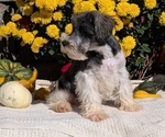 Small #9 Schnauzer (Miniature)