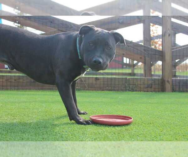 Medium Photo #10 American Pit Bull Terrier Puppy For Sale in Chestertown, MD, USA