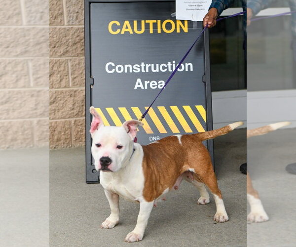 Medium Photo #4 Bulldog-Unknown Mix Puppy For Sale in Glen Allen, VA, USA