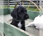 Small Photo #3 Dalmadoodle Puppy For Sale in LAWRENCEBURG, KY, USA