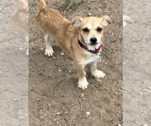 Medium Photo #3 Chihuahua-Unknown Mix Puppy For Sale in Denver , CO, USA