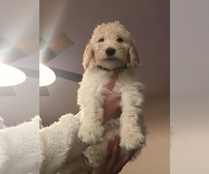 Goldendoodle Puppy for sale in LAKE ELSINORE, CA, USA
