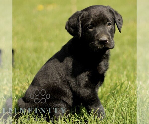 Medium Photo #3 Labrador Retriever Puppy For Sale in COATESVILLE, PA, USA