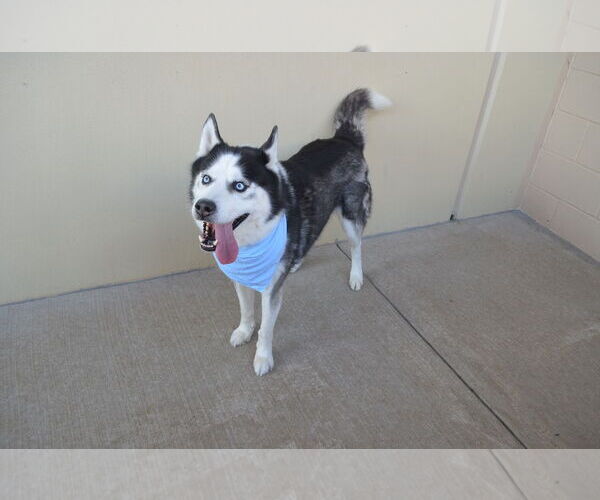 Medium Photo #3 Siberian Husky-Unknown Mix Puppy For Sale in McKinney, TX, USA