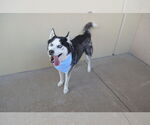 Small #2 Siberian Husky Mix
