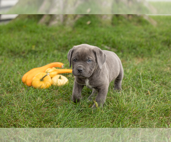 Medium Photo #2 Cane Corso Puppy For Sale in BOURBON, IN, USA