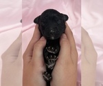 Small Photo #7 Cavapoo Puppy For Sale in PENSACOLA, FL, USA