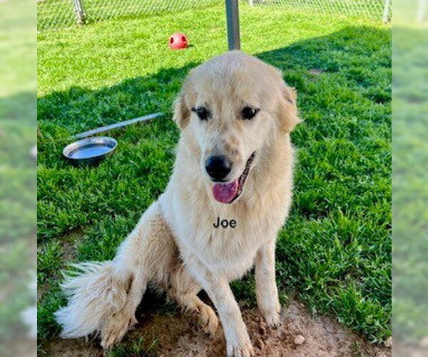 Medium Photo #2 Golden Pyrenees Puppy For Sale in Newfoundland, PA, USA