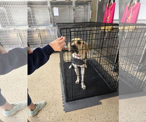 Great Dane Dogs for adoption in Albemarle, NC, USA