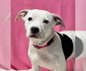 Princess - Female American Pit Bull Terrier-Unknown Mix Dog for Adoption - Photo #3