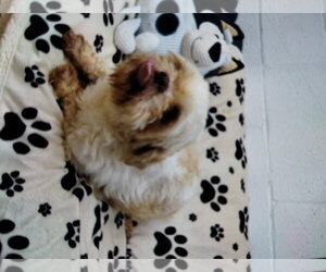 Shih Tzu Dogs for adoption in York, SC, USA