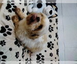 Small Shih Tzu