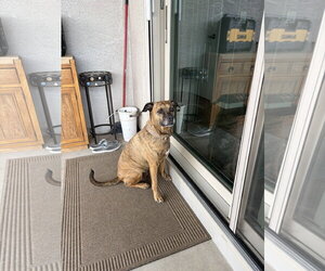 Mutt Dogs for adoption in Chandler, AZ, USA