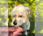 Small #1 Maltipoo