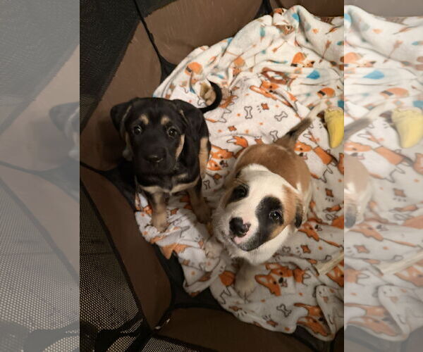 Medium Photo #12 Australian Shepherd-Unknown Mix Puppy For Sale in Valrico, FL, USA