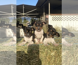 Rat Terrier Puppy for sale in HEMET, CA, USA