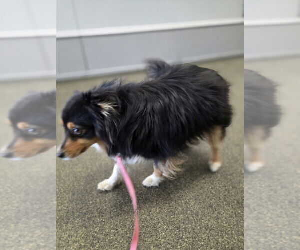 Medium Photo #2 Australian Shepherd-Unknown Mix Puppy For Sale in Aurora, IN, USA