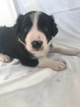 Medium Photo #6 Border Collie Puppy For Sale in GUSTINE, CA, USA