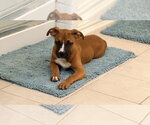 Small #1 Boxer Mix