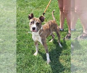 Medium American Pit Bull Terrier