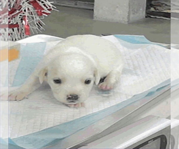 Medium Photo #4 Boxador Puppy For Sale in Lakewood, CO, USA