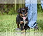 Small #6 Miniature American Shepherd
