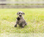 Small Photo #5 Schnauzer (Miniature) Puppy For Sale in WARSAW, IN, USA