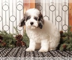 Small #2 Poodle (Toy)