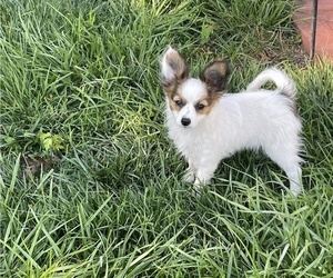 Papillon Puppy for sale in SILVER LAKE, KS, USA