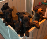 Small Photo #2 Belgian Malinois Puppy For Sale in VICTORVILLE, CA, USA