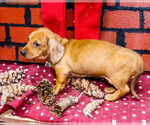 Small Photo #22 Dachshund Puppy For Sale in WAKARUSA, IN, USA