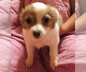 Chihuahua Puppy for sale in EMPORIA, KS, USA