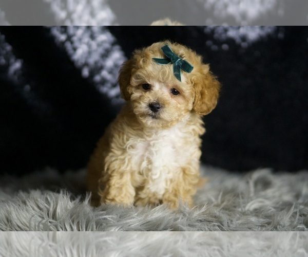 Medium Photo #2 Maltipoo Puppy For Sale in WARSAW, IN, USA